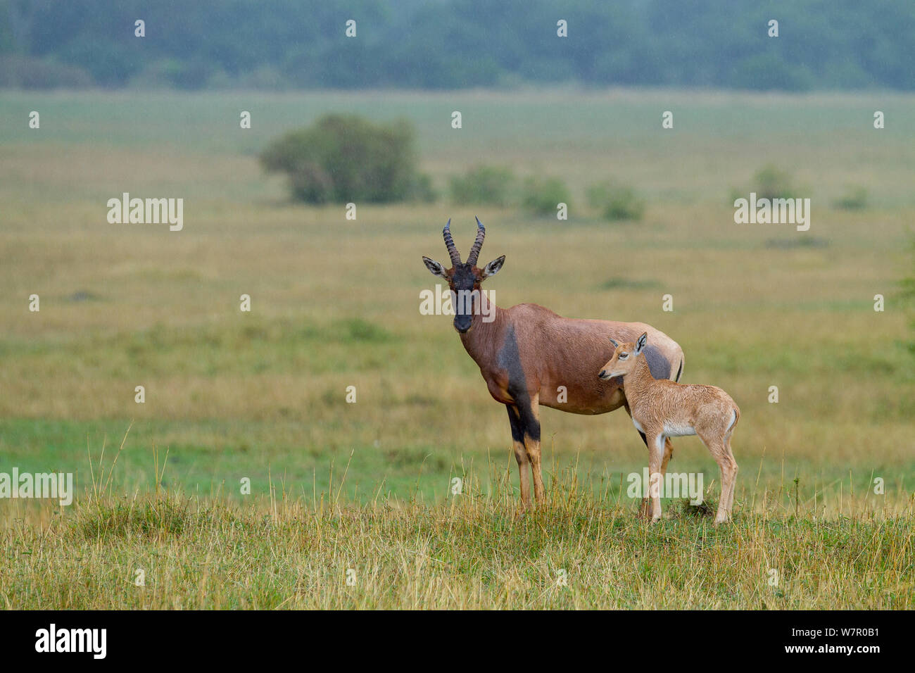 Topi (Damaliscus korrigum) femmes et jeunes, Masai-Mara Game Reserve, Kenya Banque D'Images