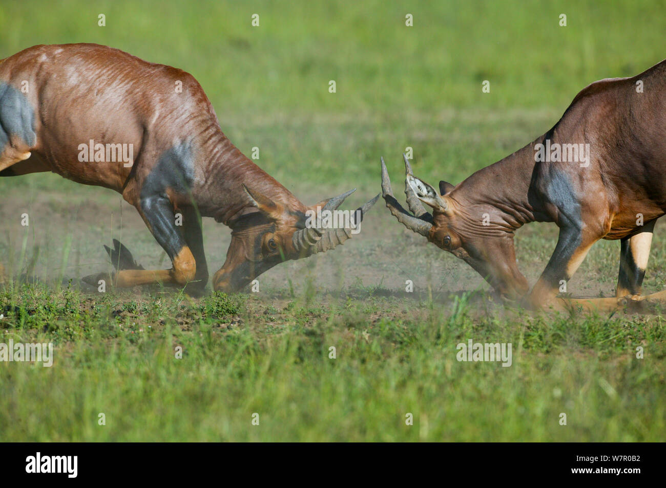Topi (Damaliscus korrigum) mâles combats, Masai-Mara Game Reserve, Kenya Banque D'Images