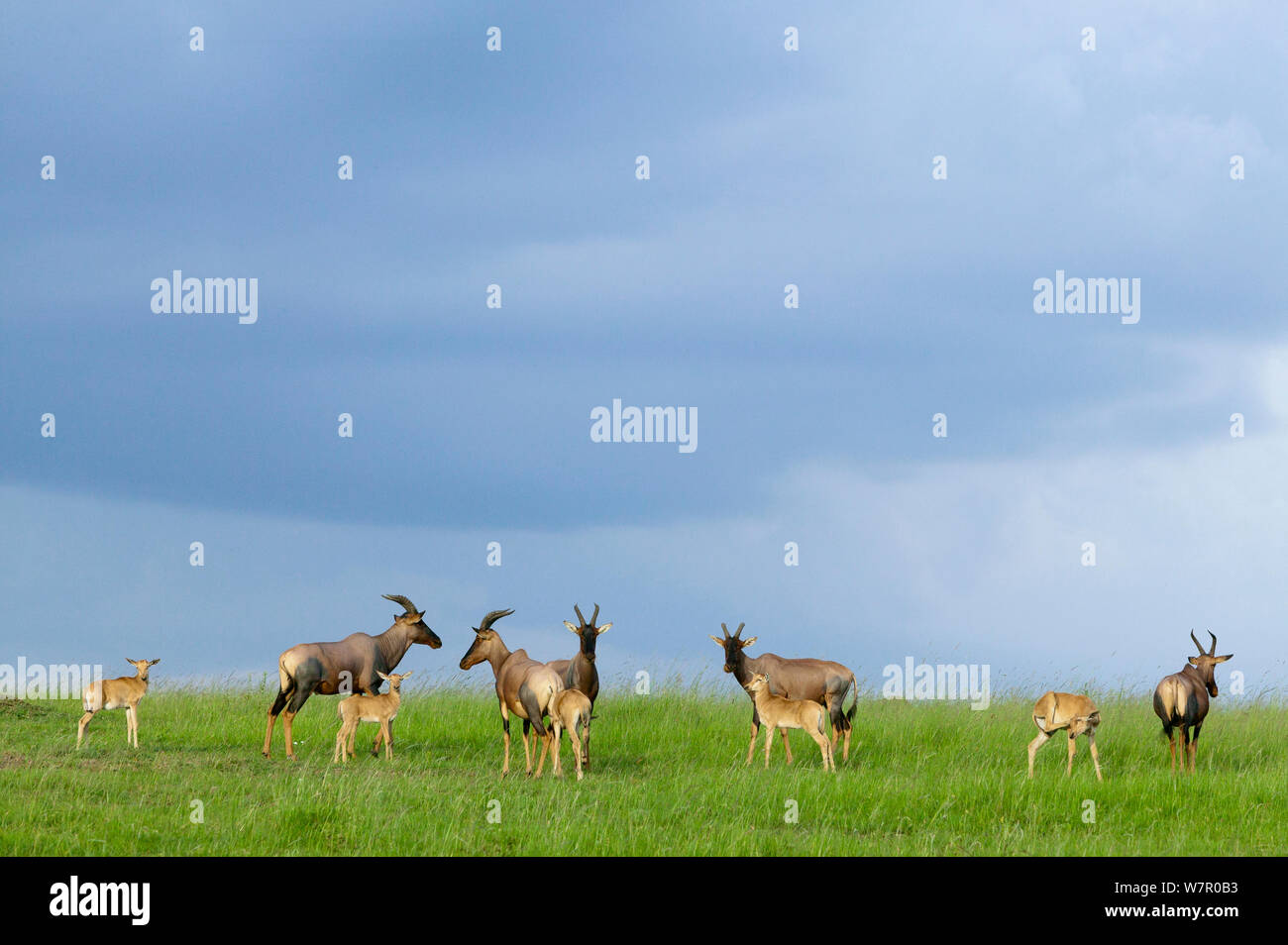 Topi (Damaliscus korrigum) femelles et Youngs, Masai-Mara Game Reserve, Kenya Banque D'Images