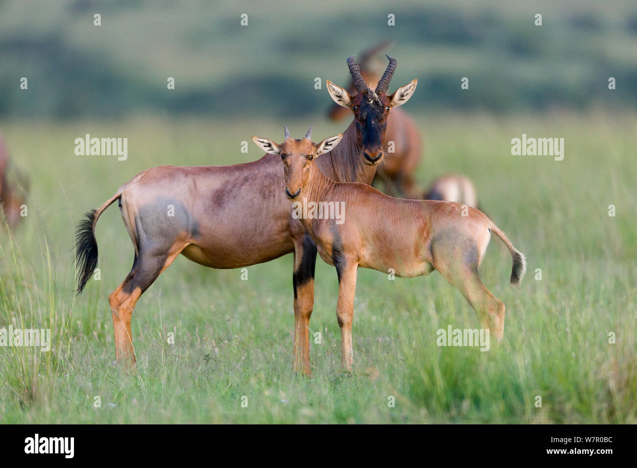 Topi (Damaliscus korrigum) femmes et jeunes, Masai-Mara Game Reserve, Kenya Banque D'Images