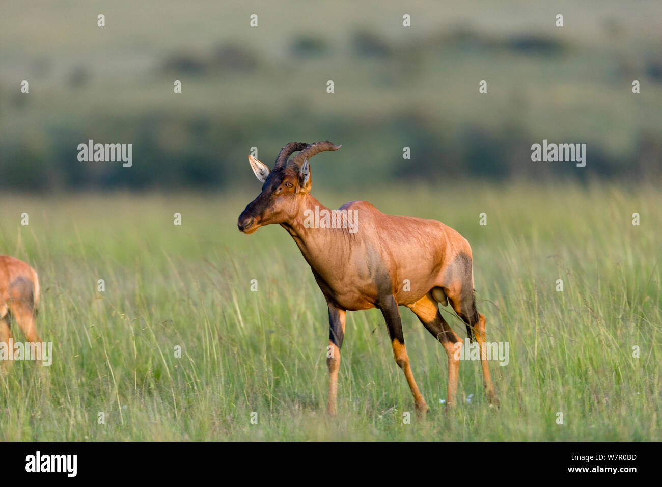 Topi (Damaliscus korrigum) mâle, Masai-Mara Game Reserve, Kenya Banque D'Images
