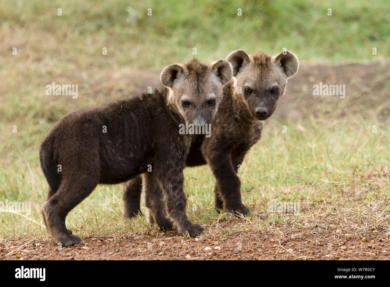 L'Hyène tachetée (Crocuta crocuta) bébés à den, Masai-Mara Game Reserve, Kenya Banque D'Images