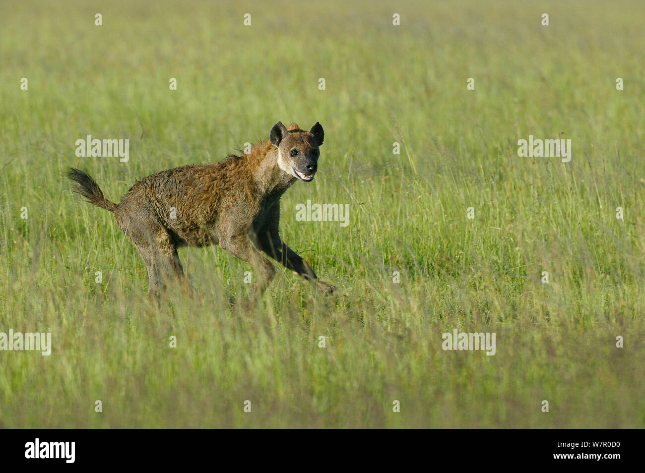 L'Hyène tachetée (Crocuta crocuta) tourne, Masai-Mara Game Reserve, Kenya Banque D'Images