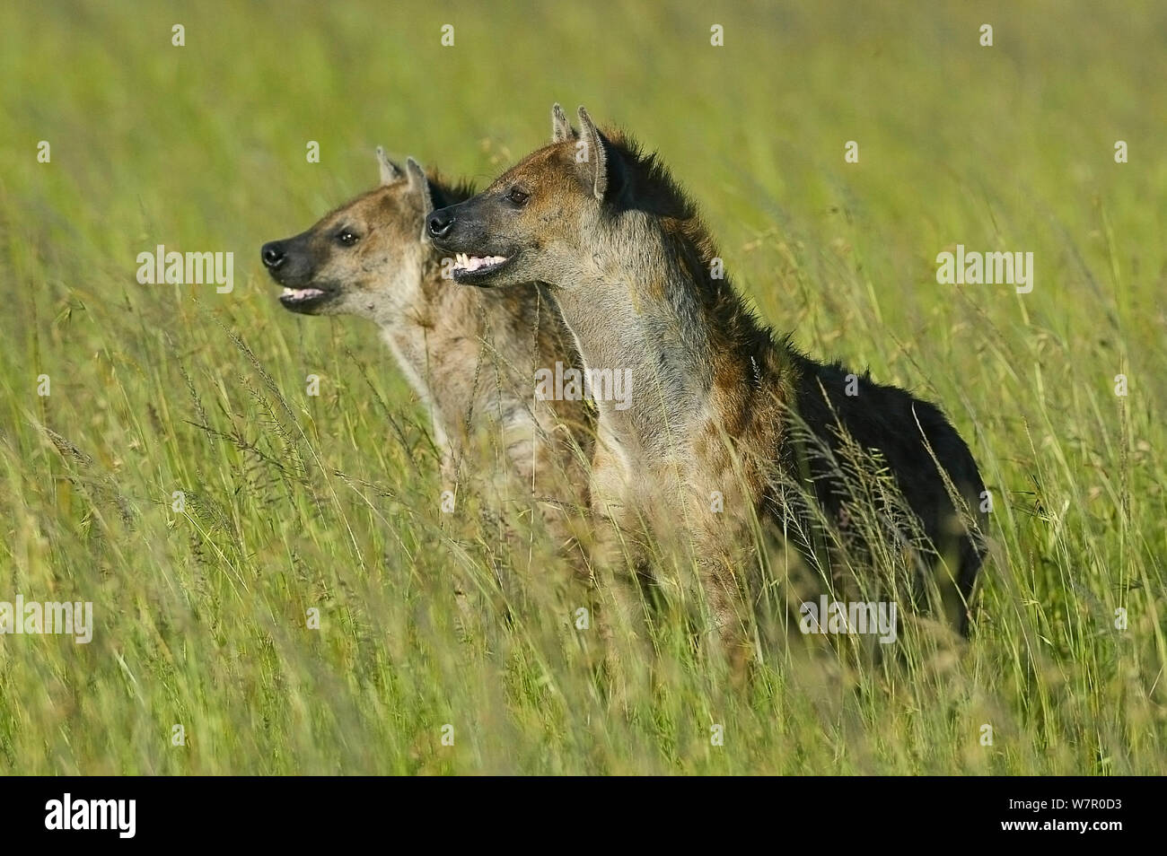 L'Hyène tachetée (Crocuta crocuta) Masai-Mara Game Reserve, Kenya Banque D'Images