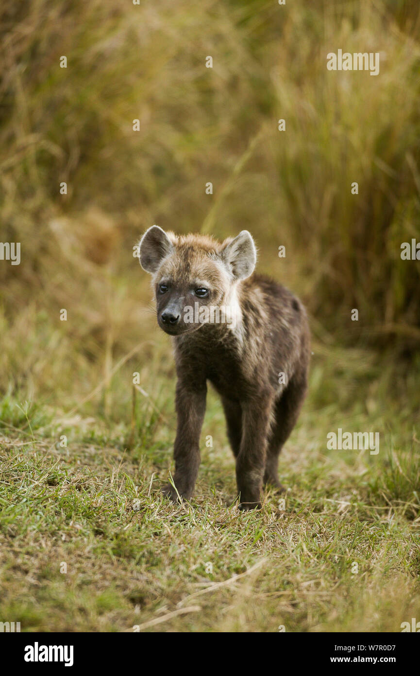 L'Hyène tachetée (Crocuta crocuta) oursons, Masai-Mara Game Reserve, Kenya Banque D'Images