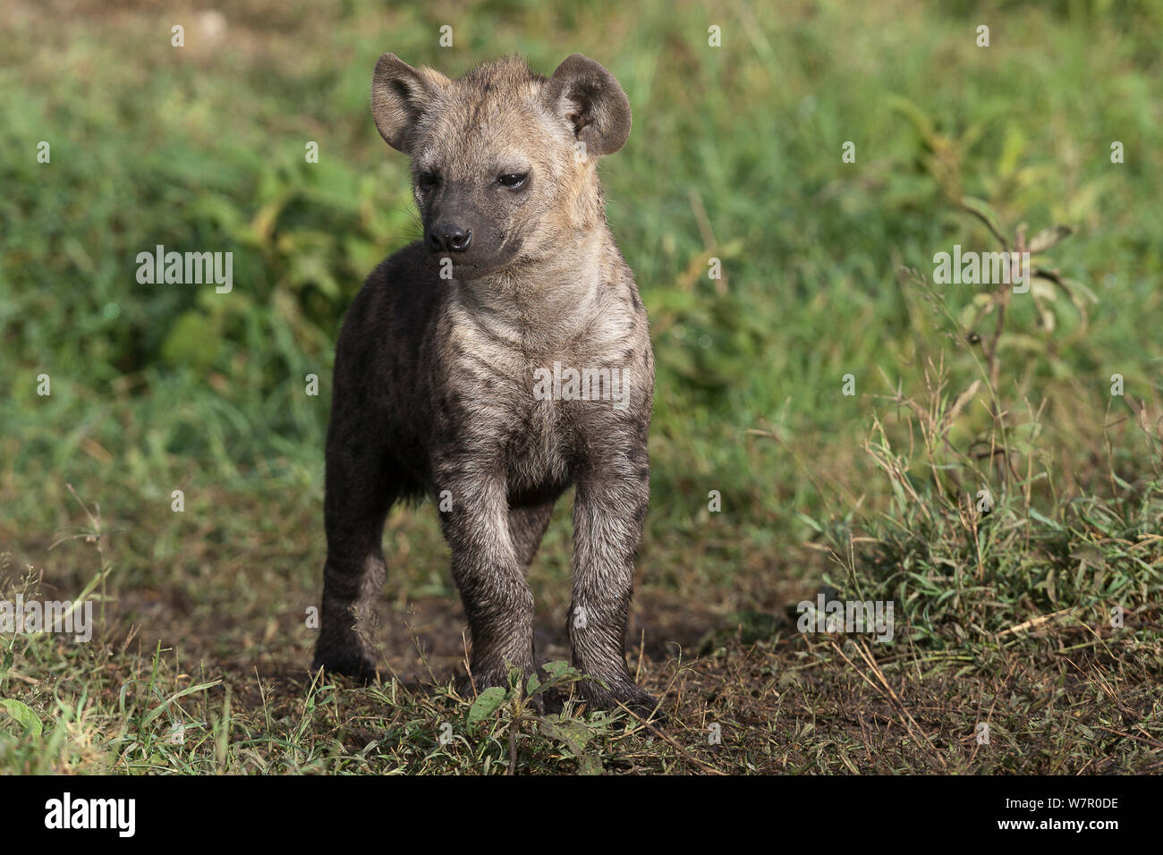 L'Hyène tachetée (Crocuta crocuta) cub, Masai-Mara Game Reserve, Kenya Banque D'Images