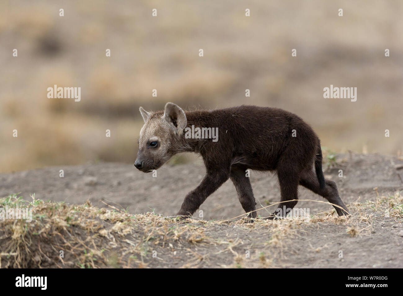 L'Hyène tachetée (Crocuta crocuta) bébé à den, Masai-Mara Game Reserve, Kenya Banque D'Images