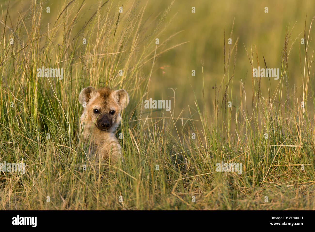 L'Hyène tachetée (Crocuta crocuta) cub à den, Masai-Mara Game Reserve, Kenya Banque D'Images