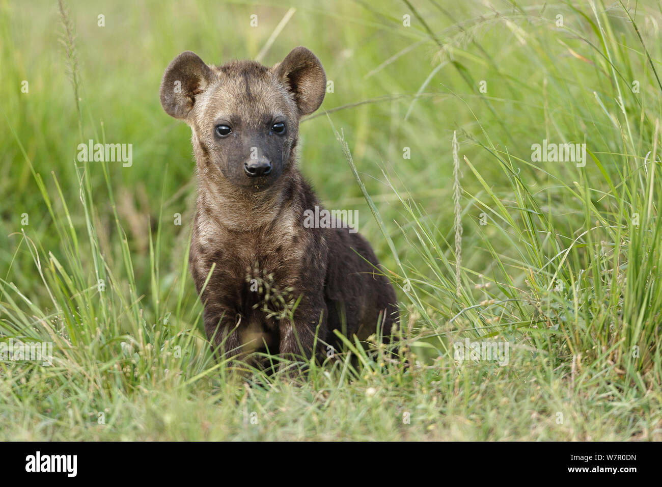 L'Hyène tachetée (Crocuta crocuta) cub, Masai-Mara Game Reserve, Kenya Banque D'Images
