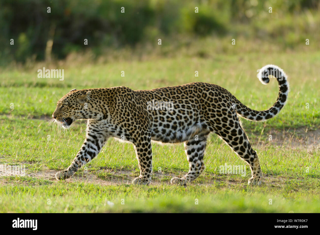 Leopard (Panthera pardus) Femme, profil, Masai-Mara Game Reserve, Kenya Banque D'Images