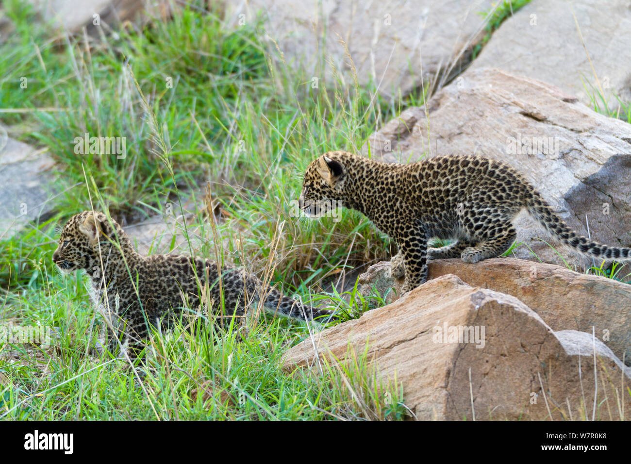 Leopard (Panthera pardus) d'oursons âgés de 1 mois, Masai-Mara Game Reserve, Kenya Banque D'Images