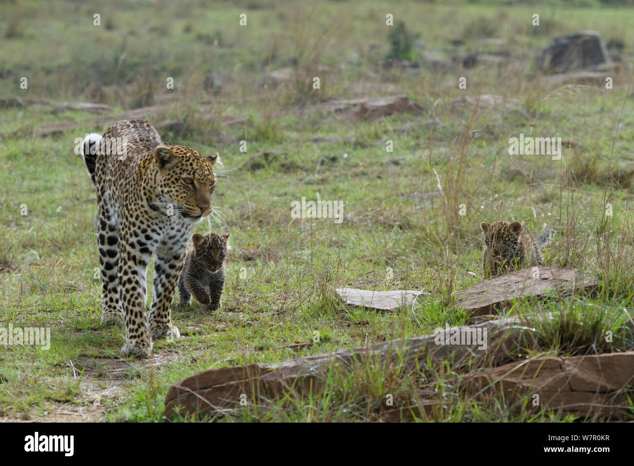 Leopard (Panthera pardus) et mère d'oursons âgés de 1 mois, Masai-Mara Game Reserve, Kenya Banque D'Images