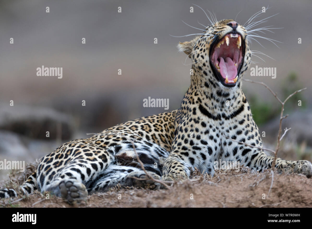 Leopard (Panthera pardus), femelle, bâillements, Masai-Mara Game Reserve, Kenya Banque D'Images
