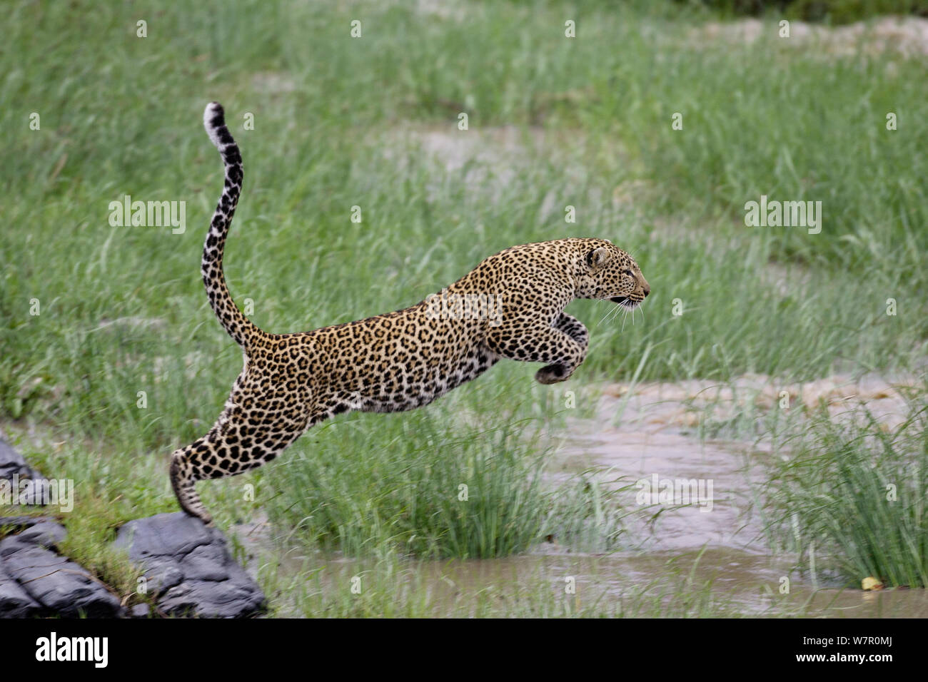 Leopard (Panthera pardus) femmes traversant la rivière Talek, Masai-Mara Game Reserve, Kenya Banque D'Images