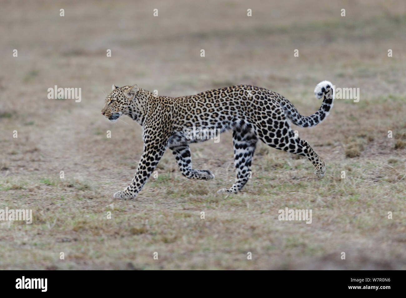 Leopard (Panthera pardus), femelle Masai-Mara Game Reserve, Kenya Banque D'Images