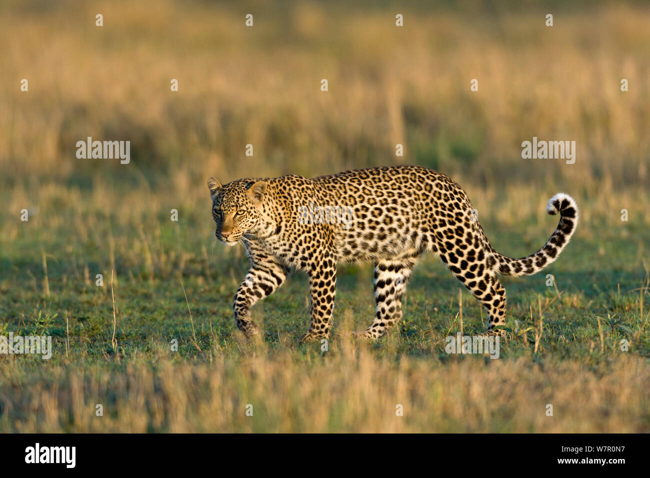 Leopard (Panthera pardus), femelle Masai-Mara Game Reserve, Kenya Banque D'Images