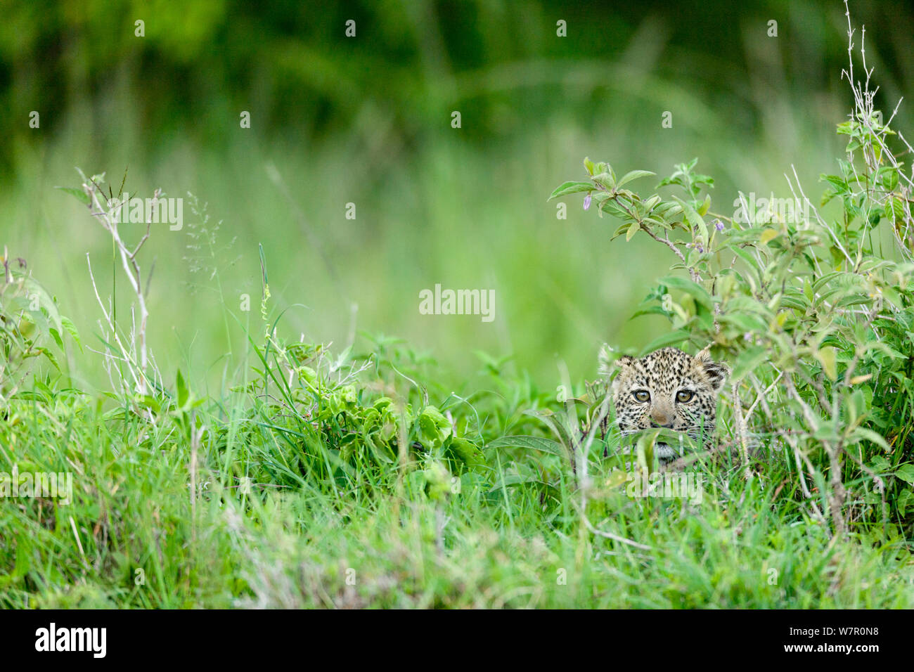 Leopard (Panthera pardus) cub âgés de 3 mois, caché dans l'herbe, Masai-Mara Game Reserve, Kenya Banque D'Images