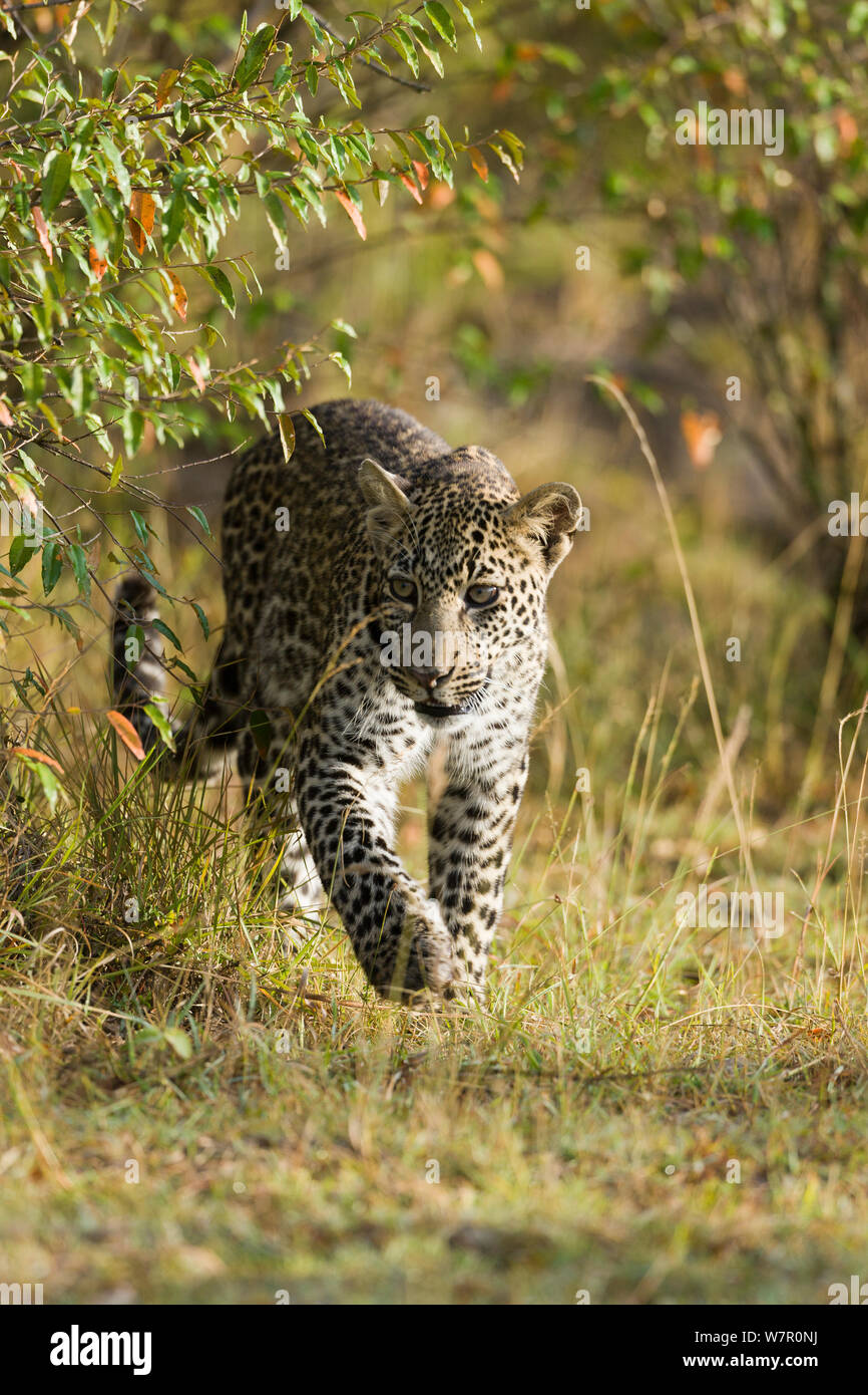 Leopard (Panthera pardus) jeune homme, Masai-Mara Game Reserve, Kenya Banque D'Images