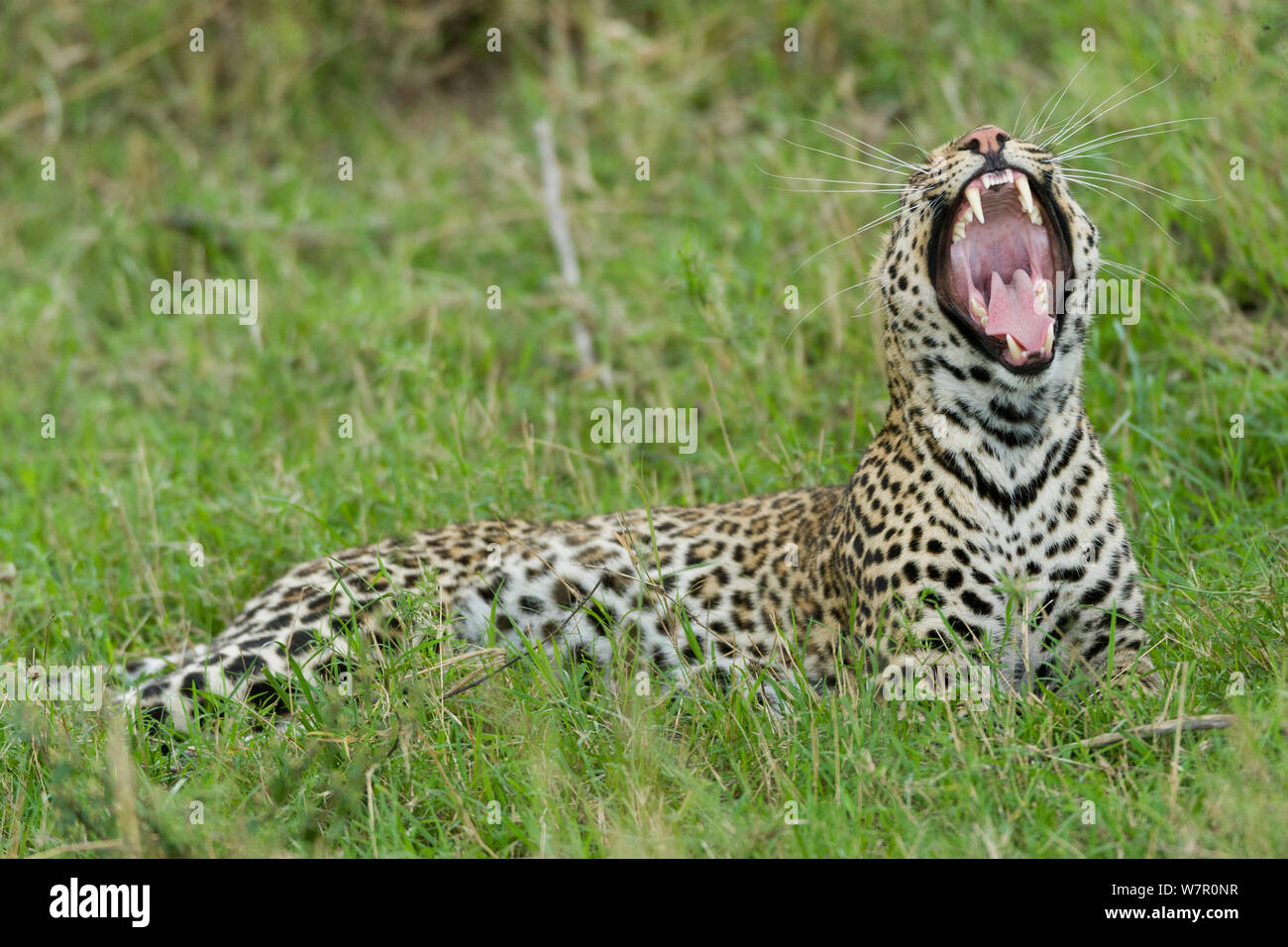 Leopard (Panthera pardus) bâillements, Masai-Mara Game Reserve, Kenya Banque D'Images