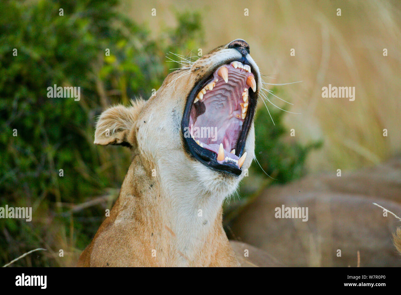 Lioness (Panthera leo) le bâillement, Masai-Mara Game Reserve, Kenya Banque D'Images