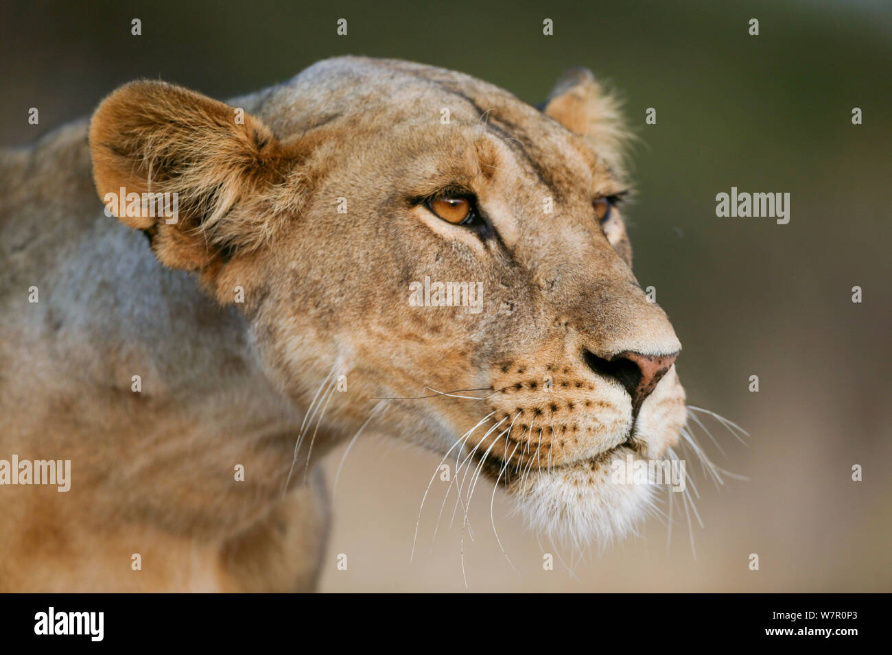 Lioness (Panthera leo) portrait, Masai-Mara Game Reserve, Kenya Banque D'Images
