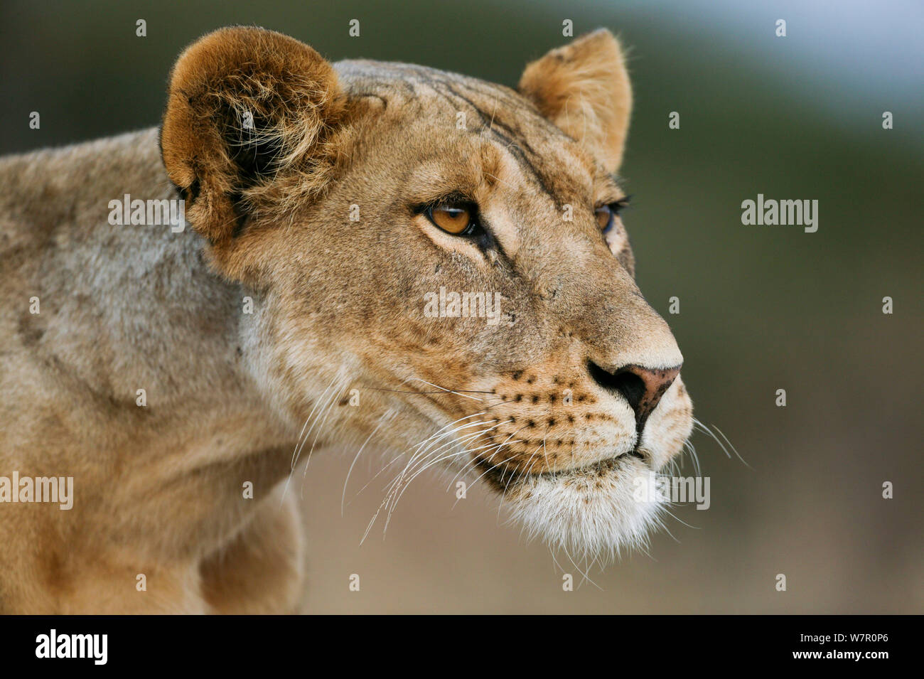 Lioness (Panthera leo) portrait, Masai-Mara Game Reserve, Kenya Banque D'Images