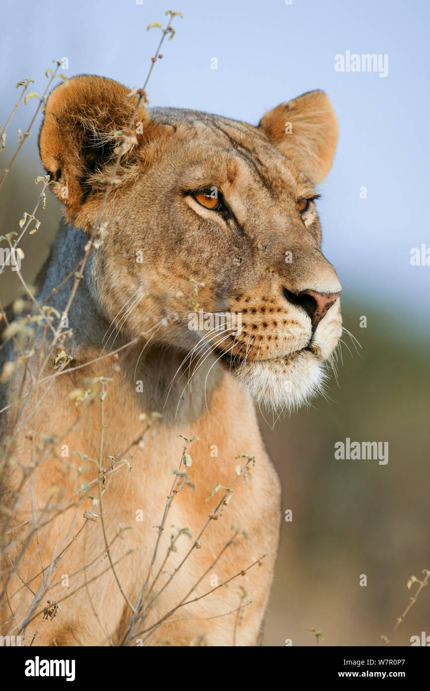 Lioness (Panthera leo) portrait, Masai-Mara Game Reserve, Kenya Banque D'Images
