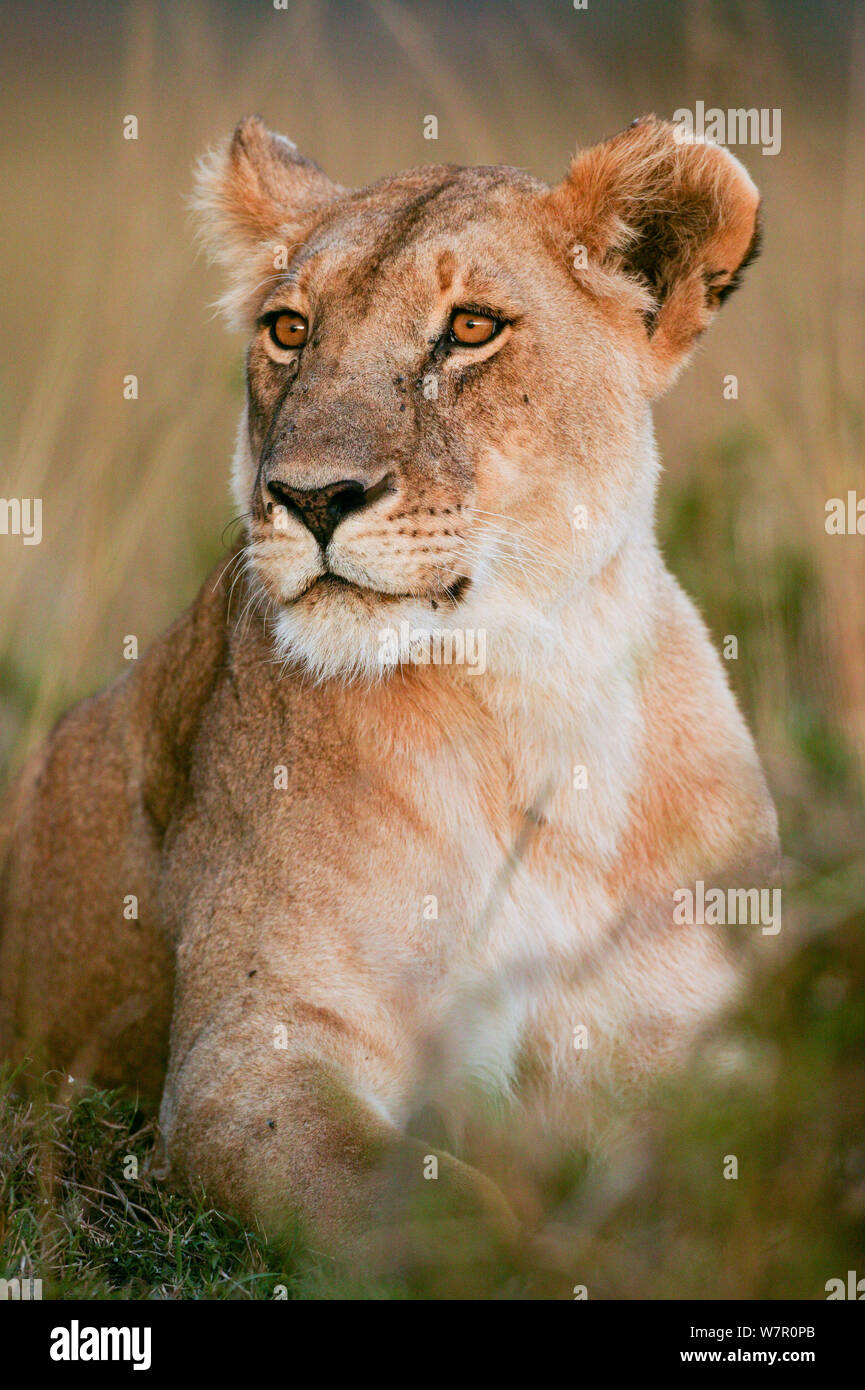Lioness (Panthera leo) portrait, Masai-Mara Game Reserve, Kenya Banque D'Images