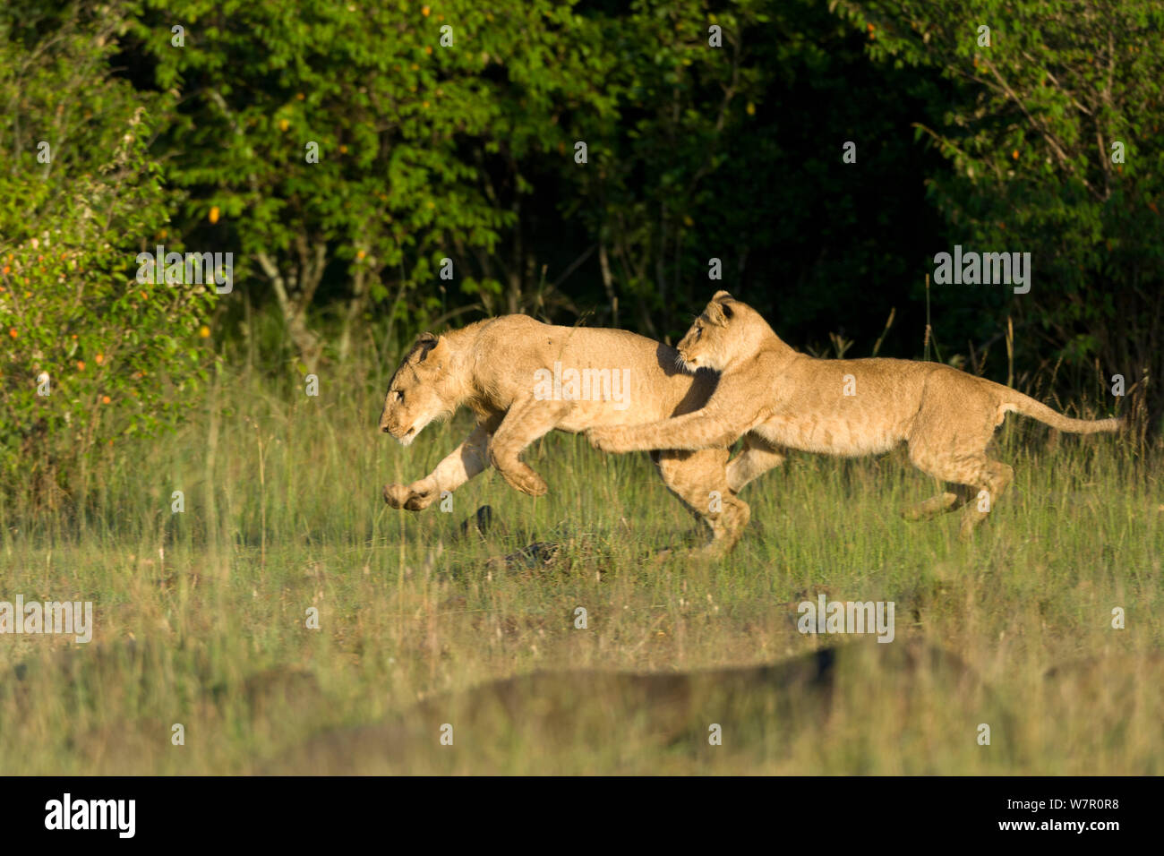 Les lions (Panthera leo), jeu pour mineurs Masai-Mara Game Reserve, Kenya Banque D'Images