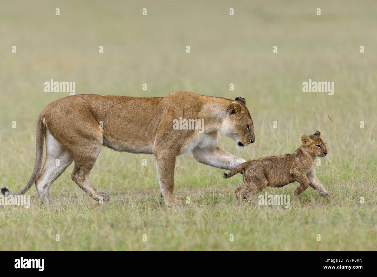 Lioness (Panthera leo) et cub jouant, Masai-Mara Game Reserve, Kenya Banque D'Images