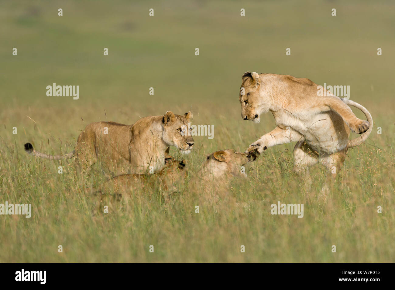 Lionnes (Panthera leo) de jouer, Masai-Mara Game Reserve, Kenya Banque D'Images