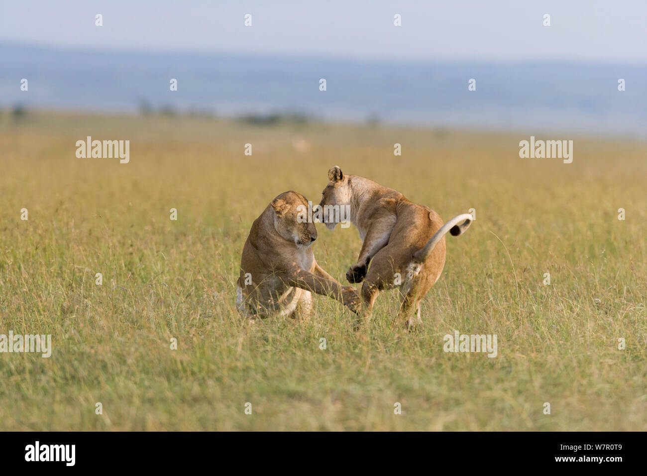 Lionnes (Panthera leo) de jouer, Masai-Mara Game Reserve, Kenya Banque D'Images