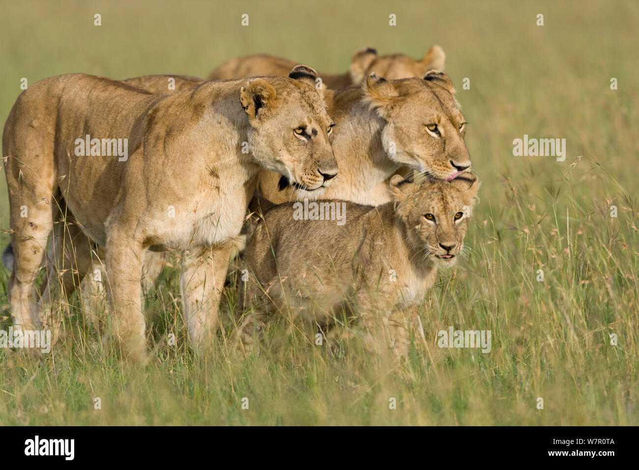 Lionnes (Panthera leo) et cub, Masai-Mara Game Reserve, Kenya Banque D'Images