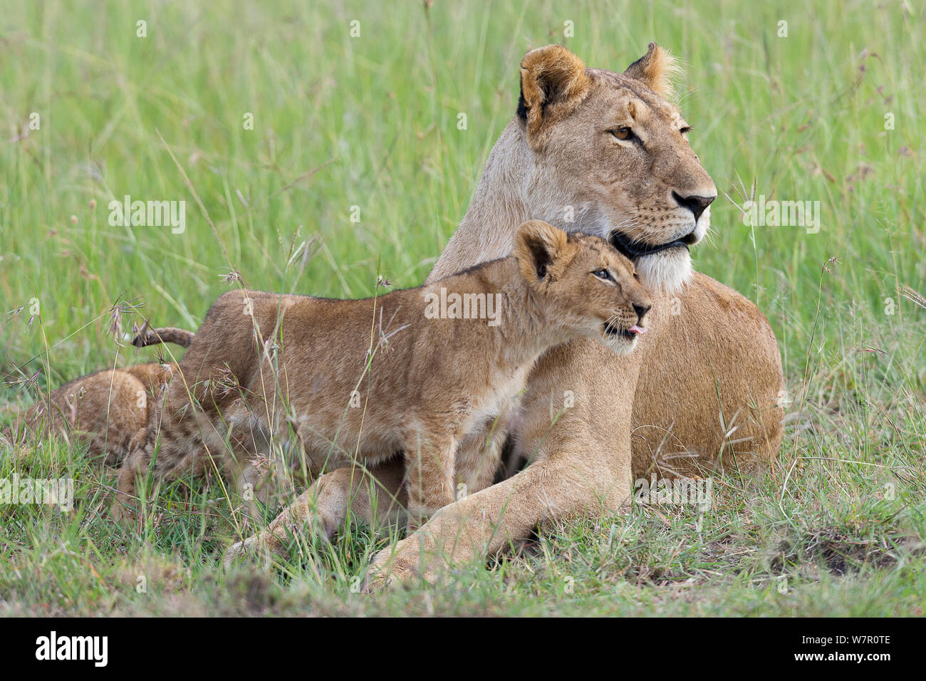 Lioness (Panthera leo) et cub, Masai-Mara Game Reserve, Kenya Banque D'Images