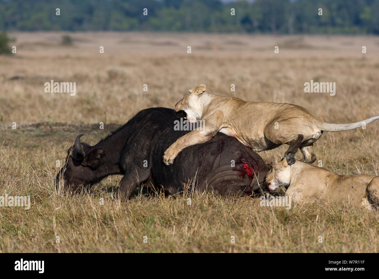 Lionnes (Panthera leo) la chasse une femelle enceinte buffala (Syncerus caffer) Masai-Mara Game Reserve, Kenya Banque D'Images