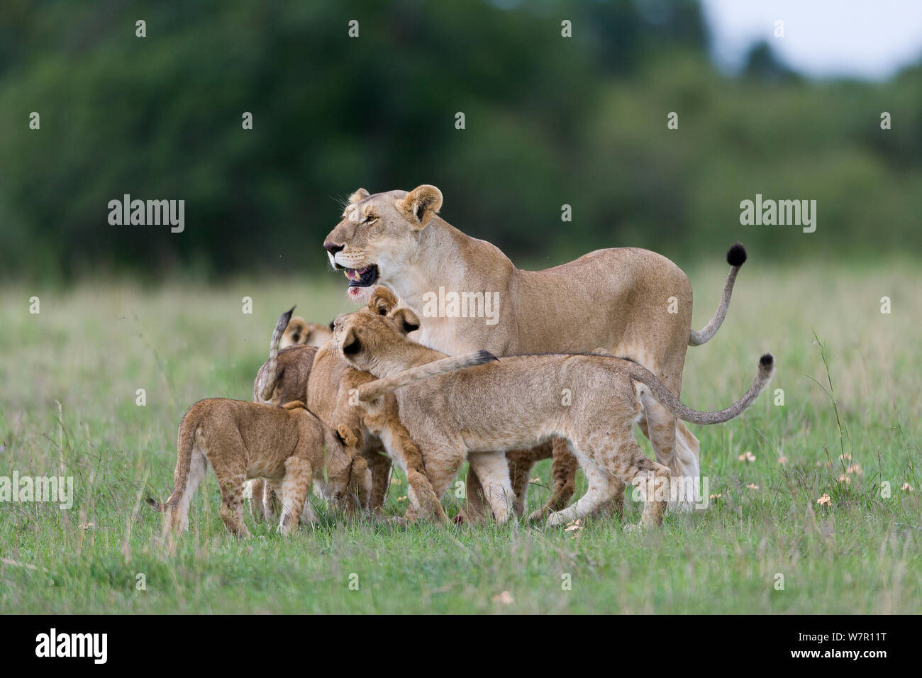 Lioness (Panthera leo) et ses petits, Masai-Mara Game Reserve, Kenya Banque D'Images