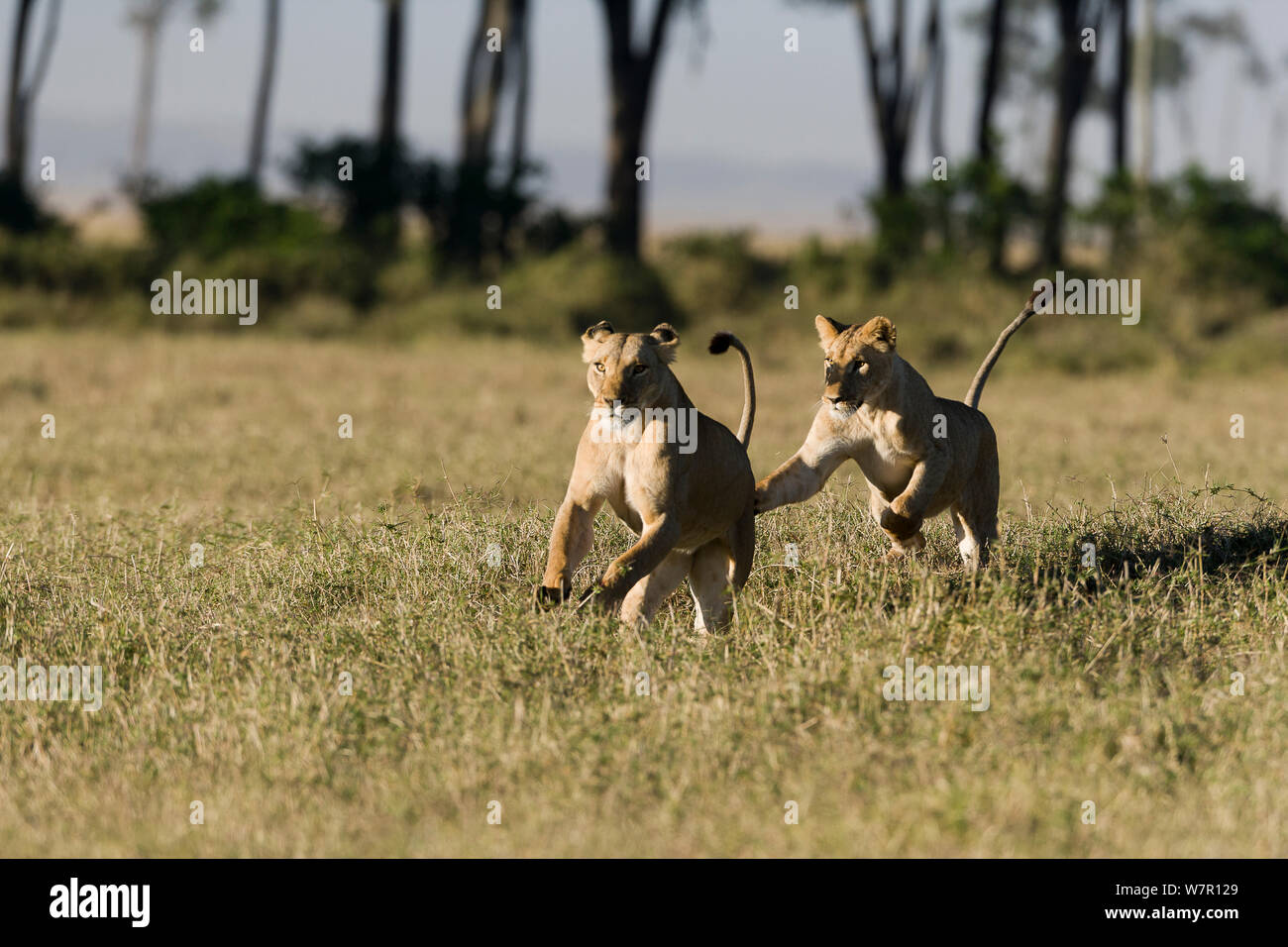 Lionnes (Panthera leo) de jouer, Masai-Mara Game Reserve, Kenya Banque D'Images