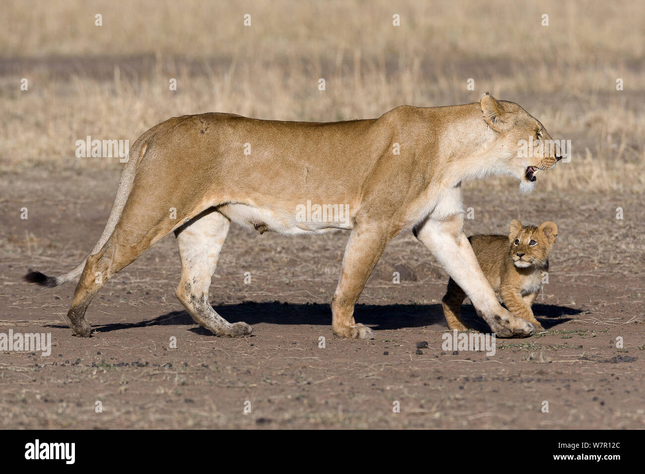 Lioness (Panthera leo) marcher avec cub, Masai-Mara Game Reserve, Kenya Banque D'Images