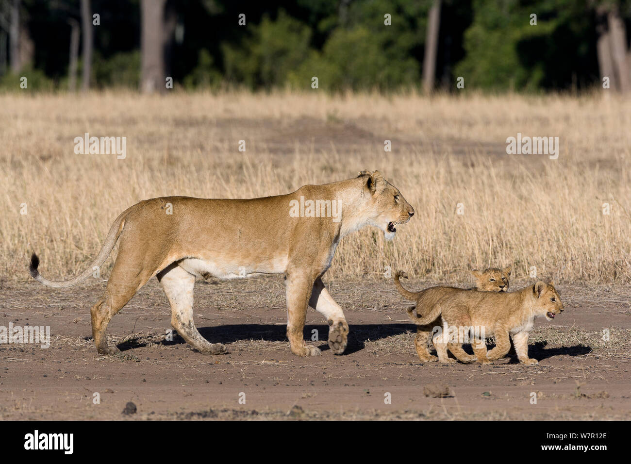 Lioness (Panthera leo) marcher avec ses petits, Masai-Mara Game Reserve, Kenya Banque D'Images