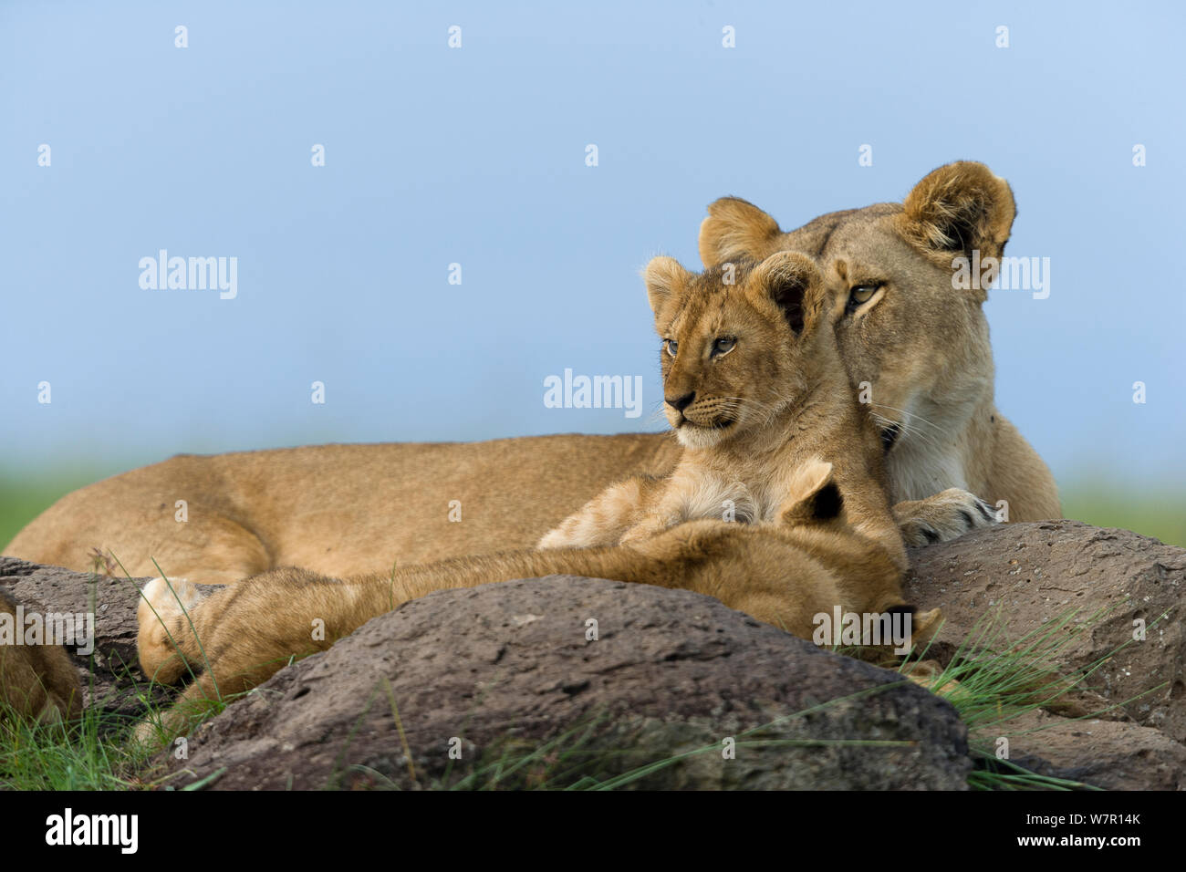 Lioness (Panthera leo) et son petit, Masai-Mara Game Reserve, Kenya Banque D'Images