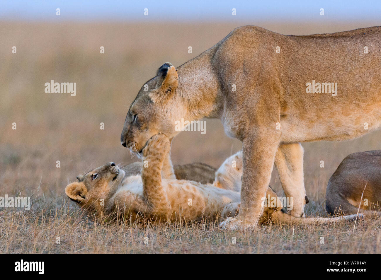 Lioness (Panthera leo) jouant avec son petit, Masai-Mara Game Reserve, Kenya Banque D'Images