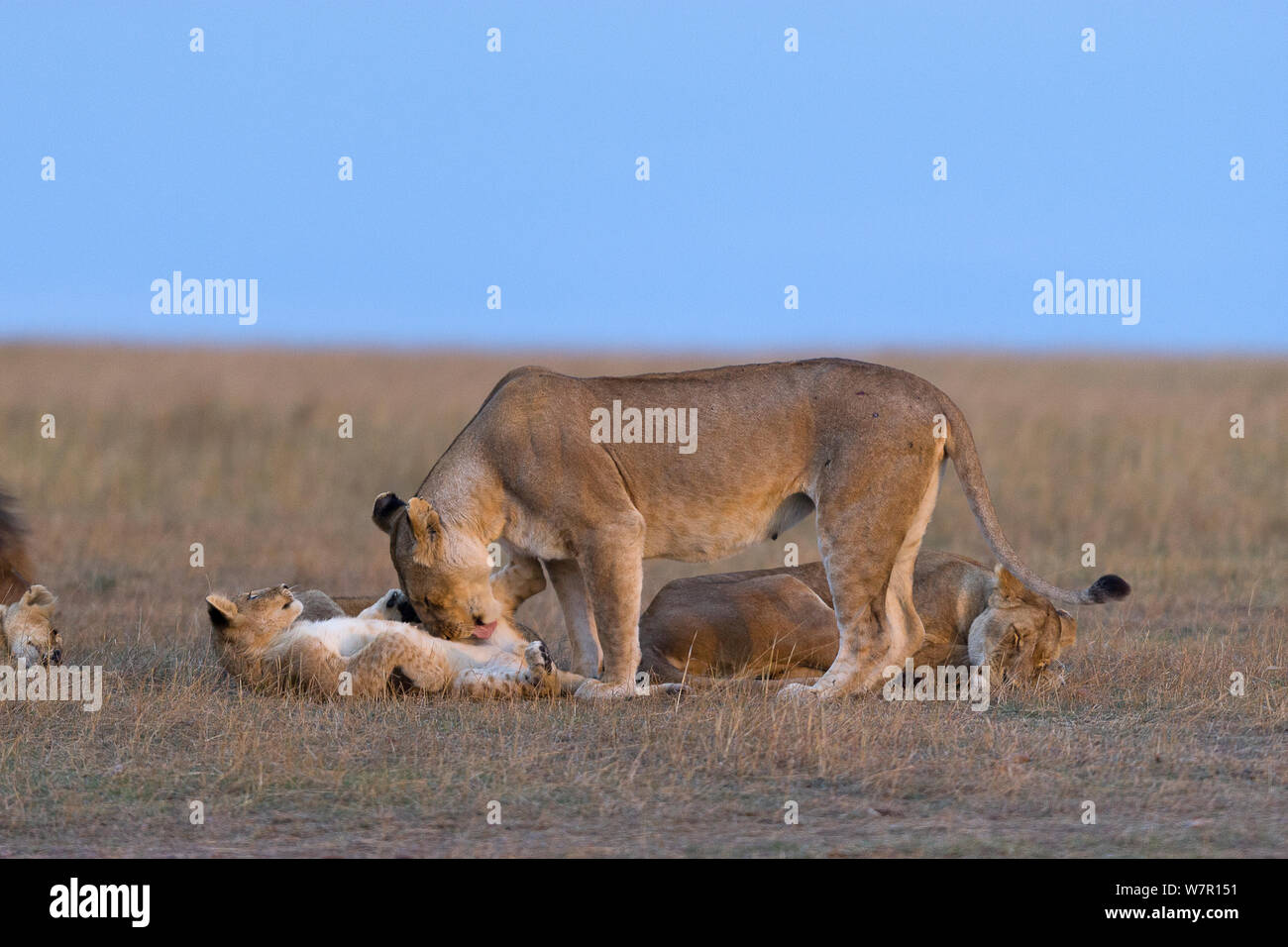 Lioness (Panthera leo) jouant avec son petit, Masai-Mara Game Reserve, Kenya Banque D'Images