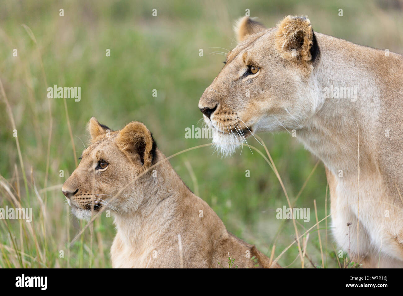 Lioness (Panthera leo) et son petit, Masai-Mara Game Reserve, Kenya Banque D'Images