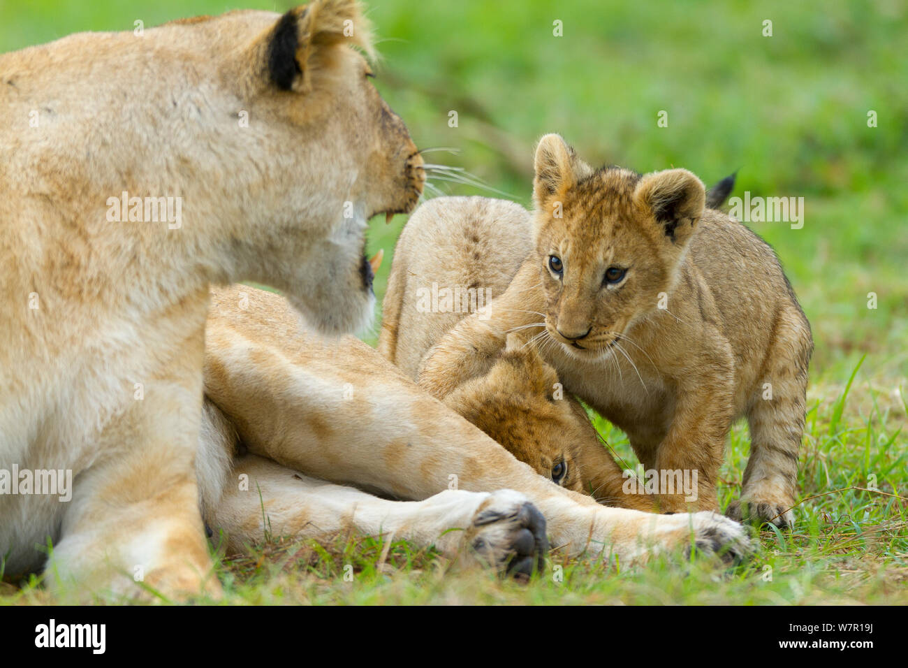 Lioness (Panthera leo) agressive et ses petits, Masai-Mara Game Reserve, Kenya Banque D'Images