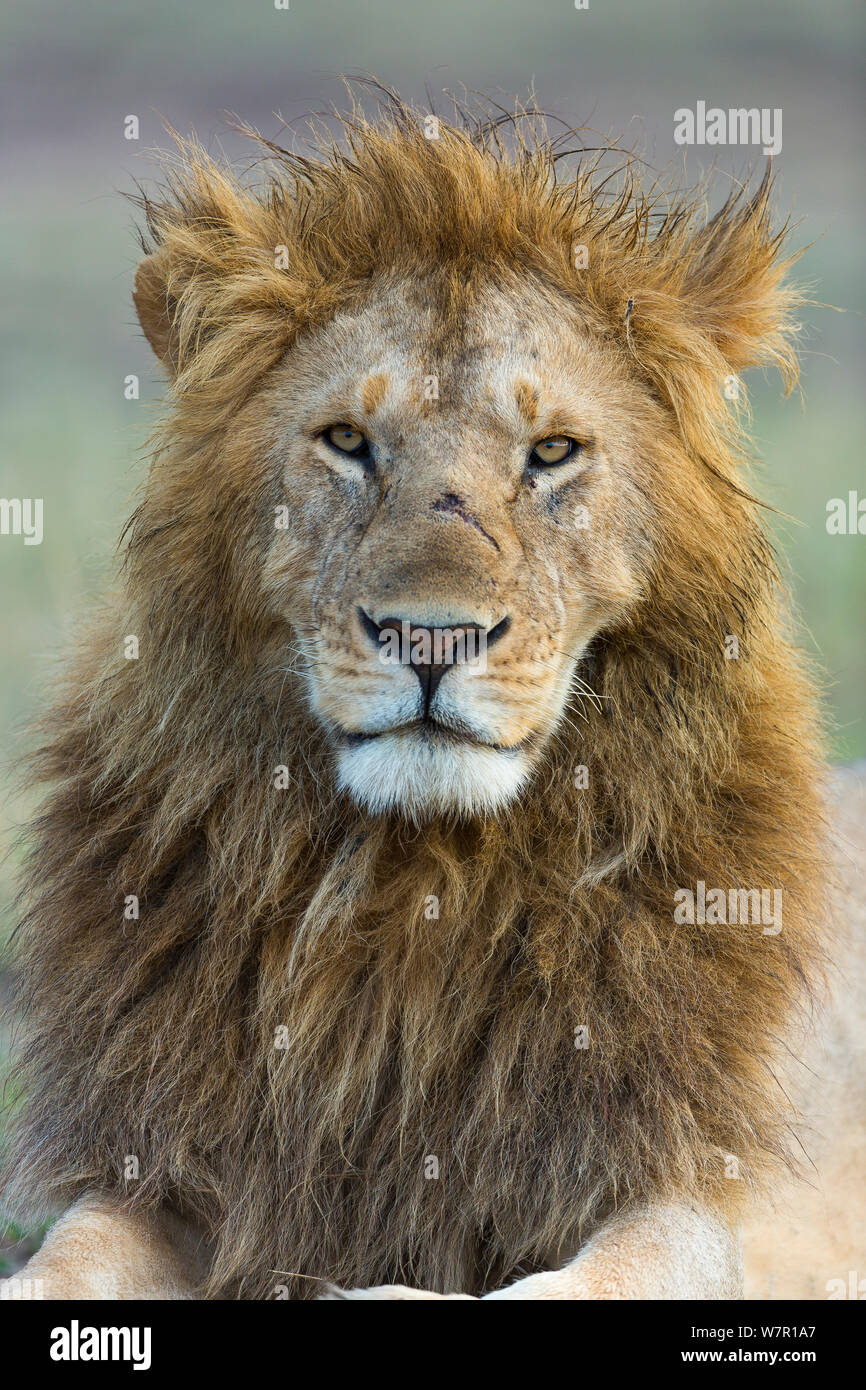 Lion (Panthera leo) mâle , Masai-Mara Game Reserve, Kenya. Les espèces vulnérables. Banque D'Images