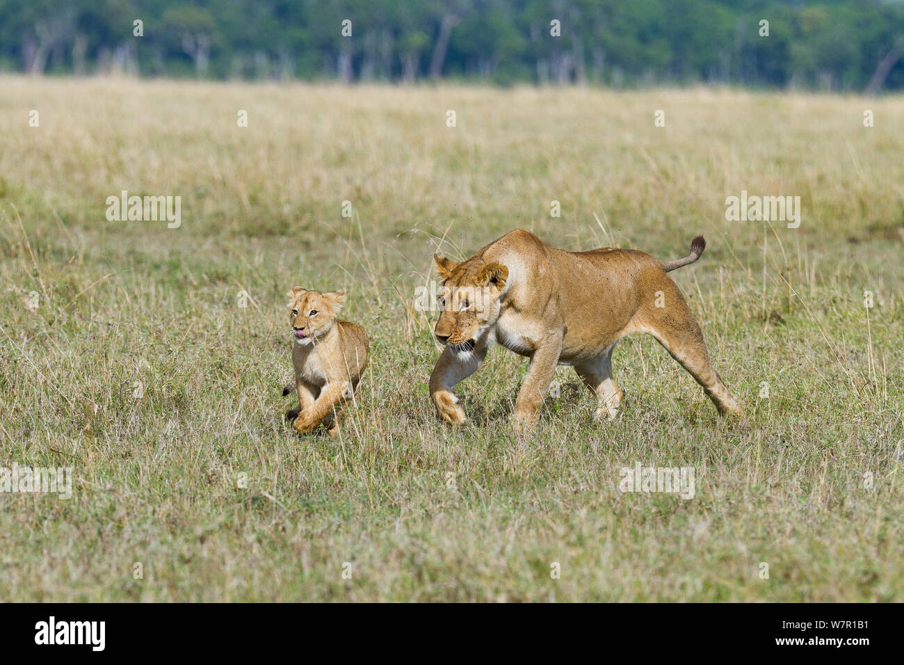 Lioness (Panthera leo) et cub jouant, Masai-Mara Game Reserve, Kenya Banque D'Images