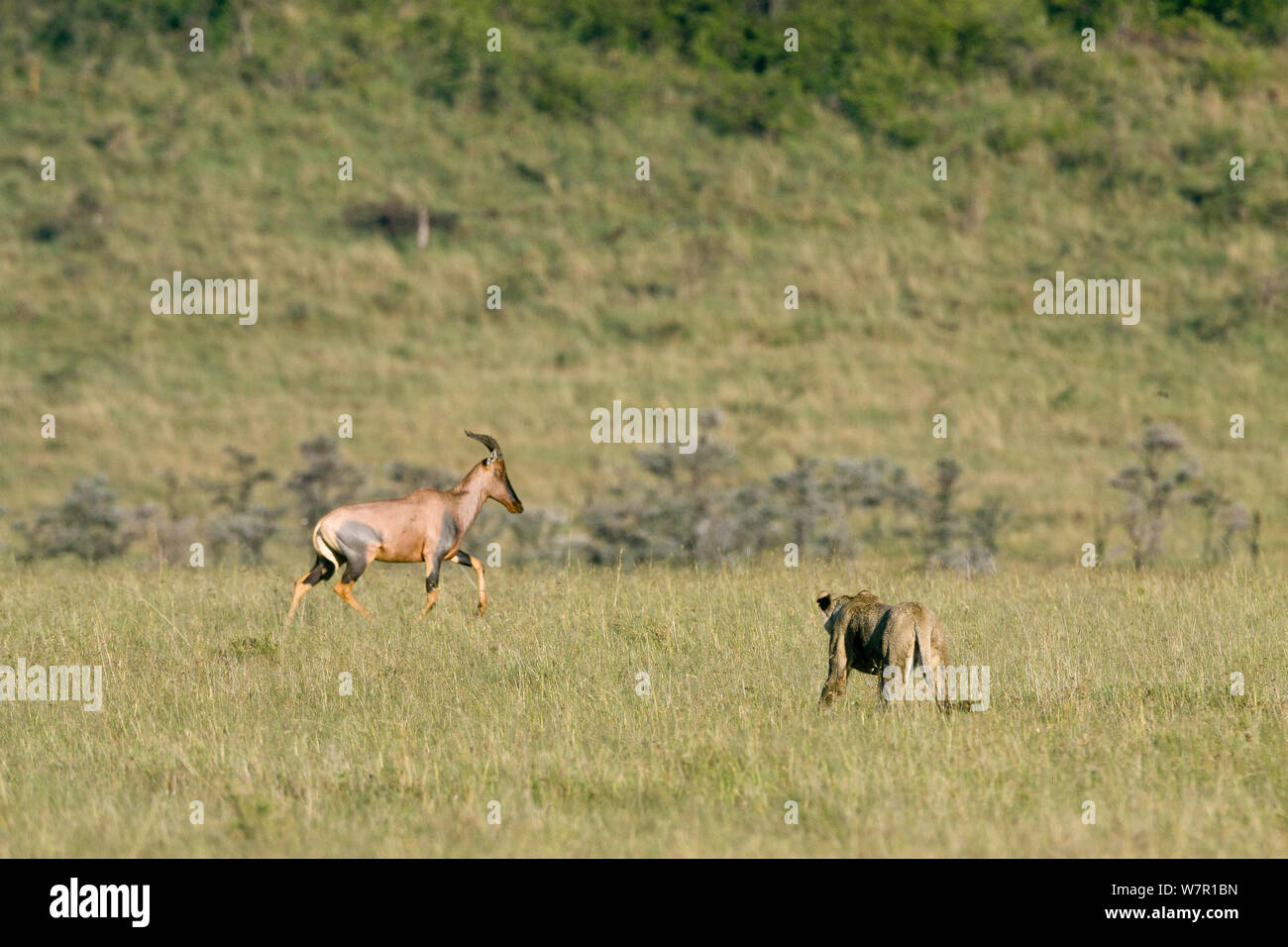 Lioness (Panthera leo) la chasse et de topis, Masai-Mara Game Reserve, Kenya Banque D'Images
