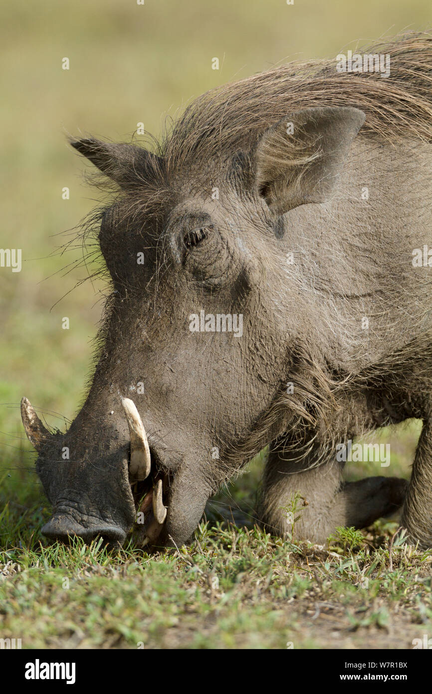 Phacochère (Phaecochoerus aethiopicus) alimentation mâle, Masai-Mara Game Reserve, Kenya Banque D'Images