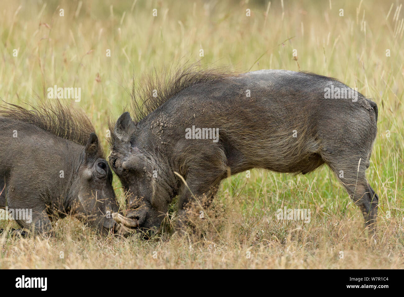 Phacochère (Phaecochoerus aethiopicus) mâles combats, Masai-Mara Game Reserve, Kenya Banque D'Images