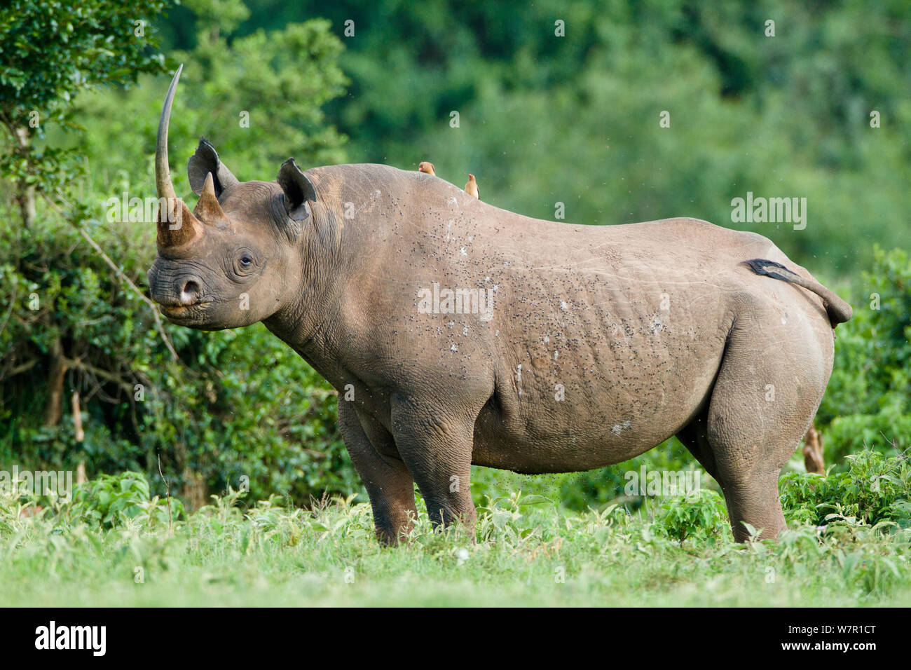 Le rhinocéros noir (Diceros bicornis) mâle avec oxpeckers sur son dos, le Parc National de Nakuru, au Kenya. Espèces en danger critique d'extinction. Banque D'Images